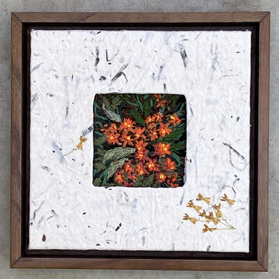 Butterfly Weed