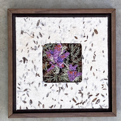 Amorpha Canscens
